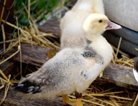 duck.jpg